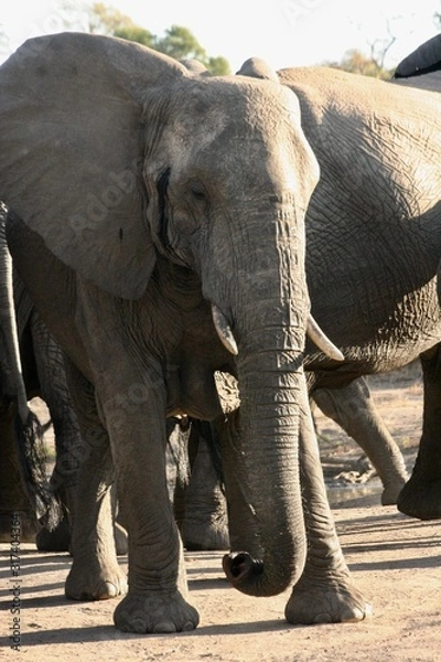 Obraz elephants playing