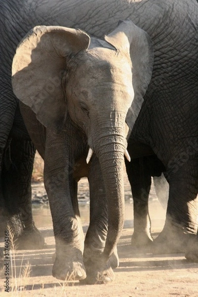 Obraz elephants playing