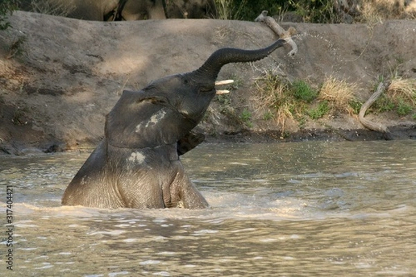 Obraz elephant