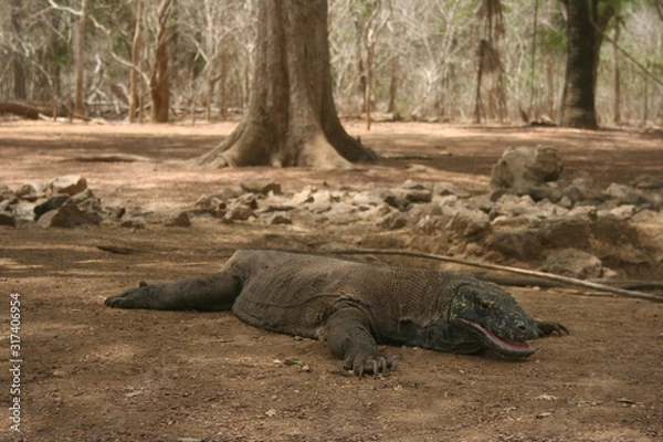 Obraz Komodo Dragon