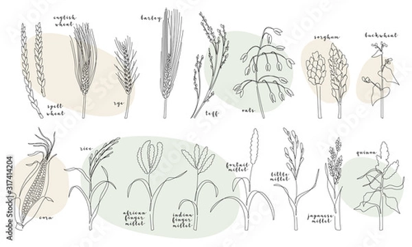 Obraz Continuous line grain crops (wheat, rye, barley, oats, teff, corn, millet, rice, quinoa, buckwheat, teff, sorghum). Vector line art. Perfect for logo, packaging design, icon