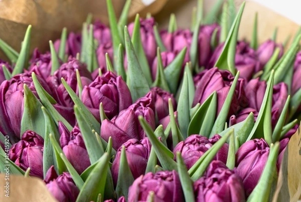 Fototapeta Purple tulips close up, fuchsia color tulip bouqet macro