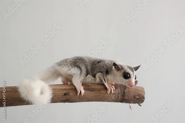 Fototapeta フクロモモンガ