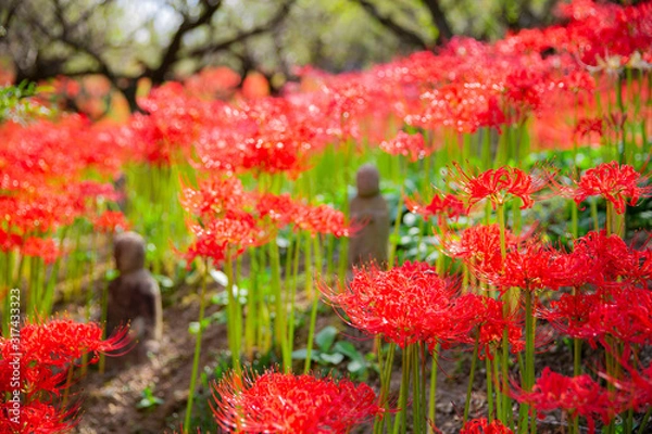 Fototapeta 満開の彼岸花