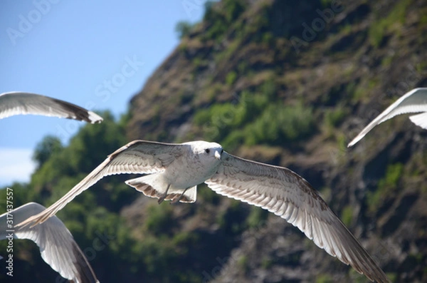 Fototapeta フィヨルドを飛ぶカモメ3