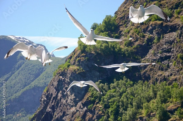 Fototapeta フィヨルドを飛ぶカモメの群れ2