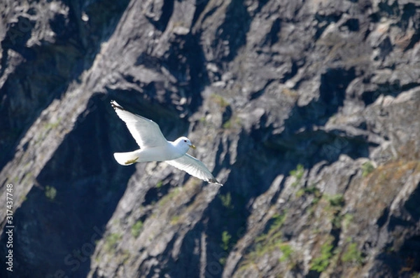 Fototapeta フィヨルドを飛ぶカモメ2