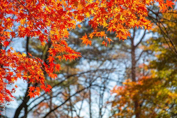 Obraz 紅葉した楓　