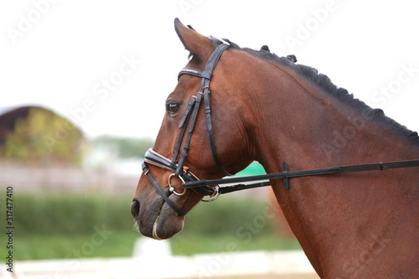 Fototapeta Detail of a saddle horse head closeup portrait in a landscape