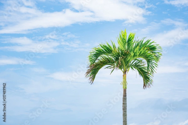 Fototapeta ヤシの木と青空