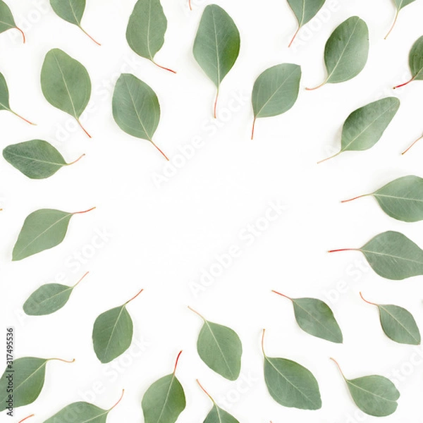 Fototapeta Frame made green leaves eucalyptus populus isolated on white background. Flat lay, top view