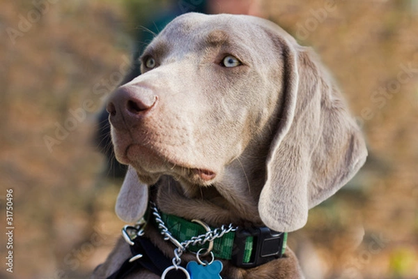 Fototapeta Weimaraner