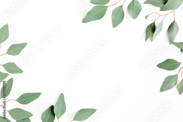 Fototapeta Leaves eucalyptus frame borders on white background with empty space for text. Flat lay, top view. floral concept