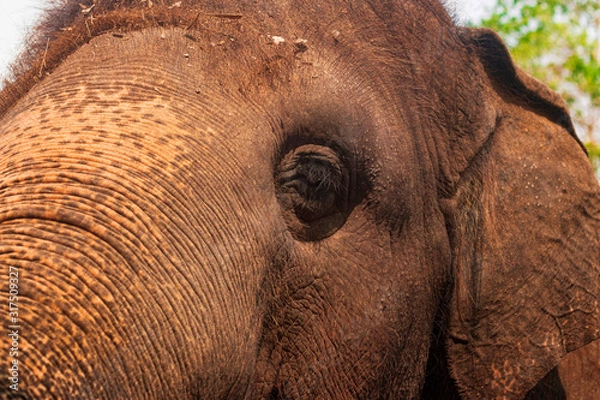 Fototapeta Eye of the elephant. Sadness from the eye of the elephant, Gigantic mammal of Thailand.