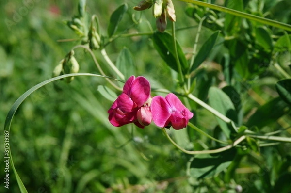 Fototapeta red flower in the garden