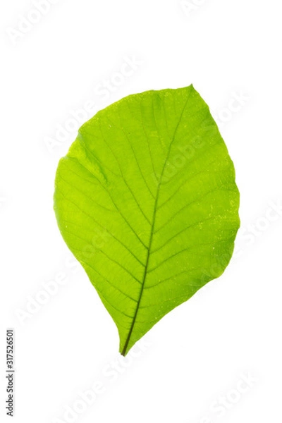 Fototapeta Green leaf texture white background 
