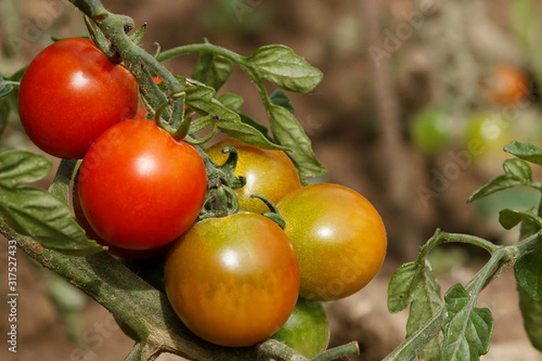 Obraz Beautiful fresh ripe red tomatoes grow on a branch in the garden close-up. Shallow depth of field.