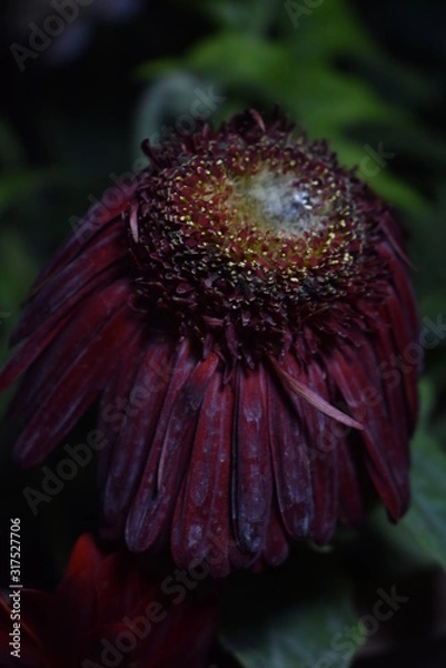 Obraz dying gerbera flower 