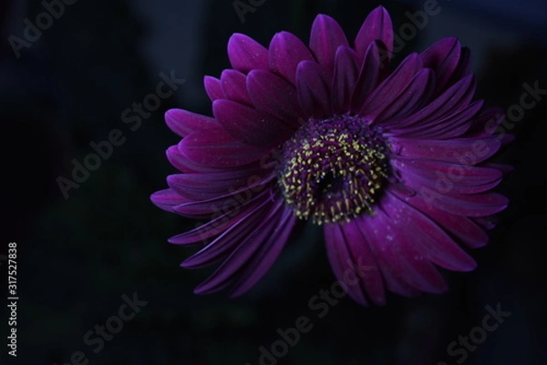 Obraz pink gerbera flower at night