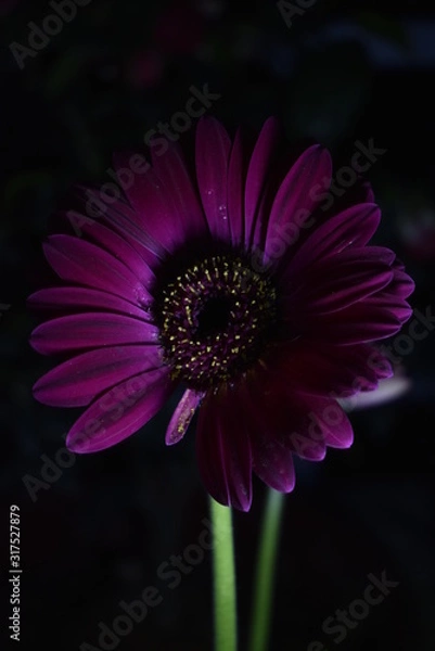 Obraz pink gerbera daisy in the dark