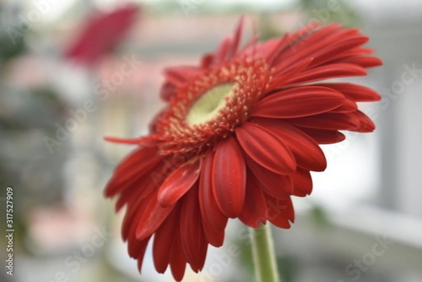 Obraz gerbera daisy under the fogs