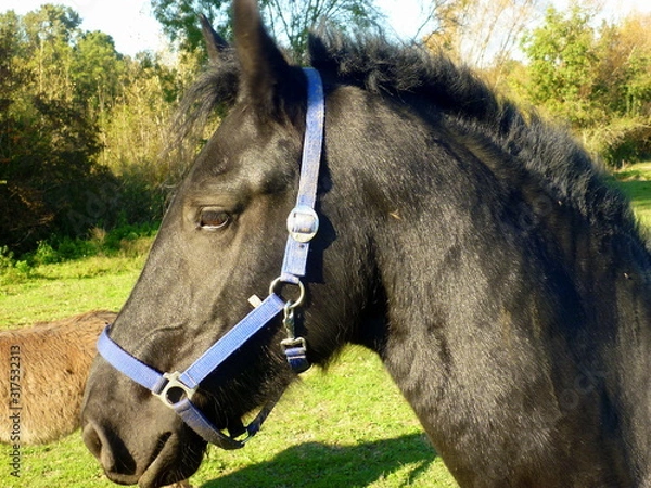 Obraz le bel étalon