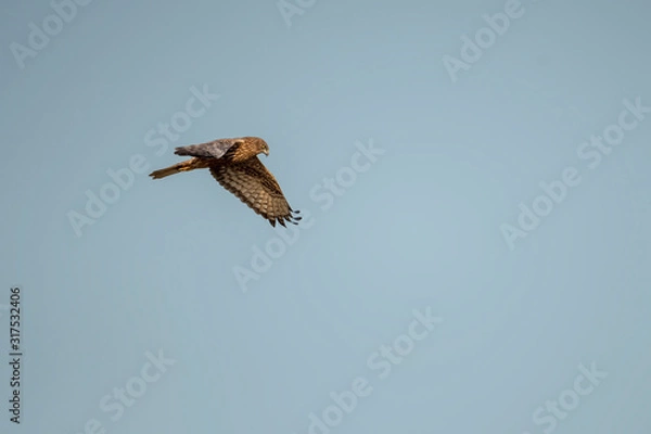 Obraz Eastern Marsh Harrier in Mai Po Nature Reserve, Hong Kong (Formal Name: Circus spilonotus)