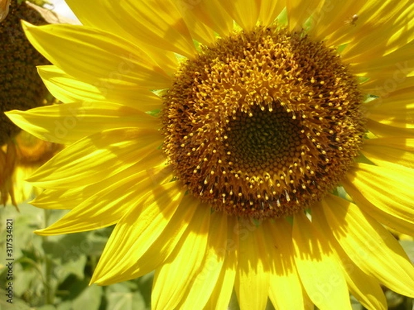 Fototapeta le clin d'oeil du tournesol