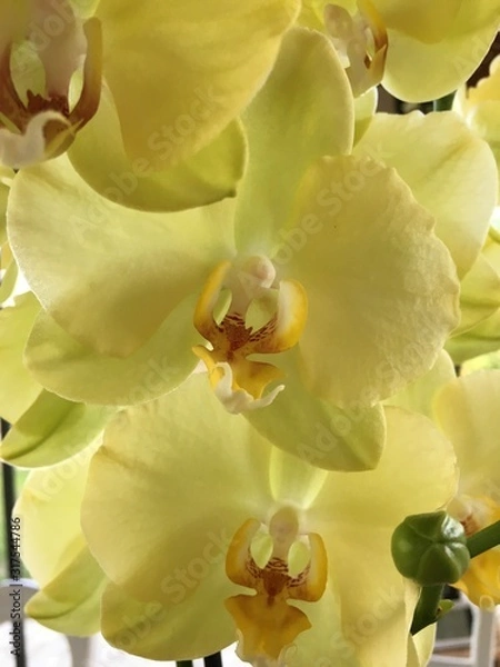 Obraz l'orchidée aux milles couleurs