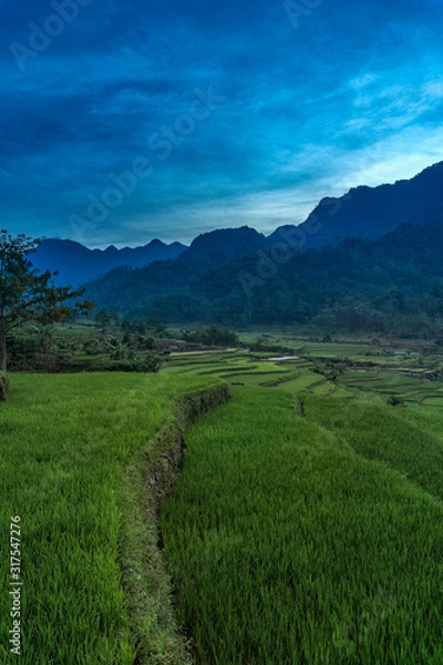 Obraz Grass on the mountain