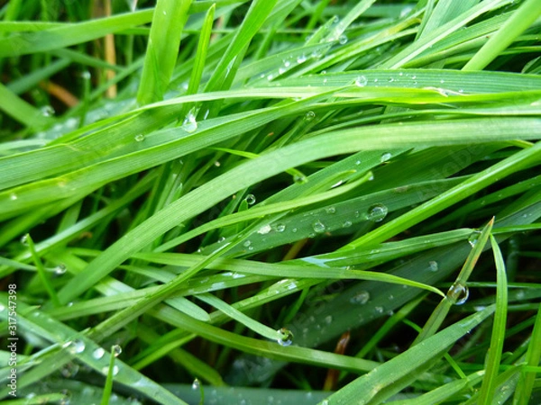 Obraz Elymus repens (wheatgrass, wheat grass, couch grass) texture. A lot of green grass stalks with long leaves. Herbaceous background, beautiful herbal texture. Close-up, selective focus.