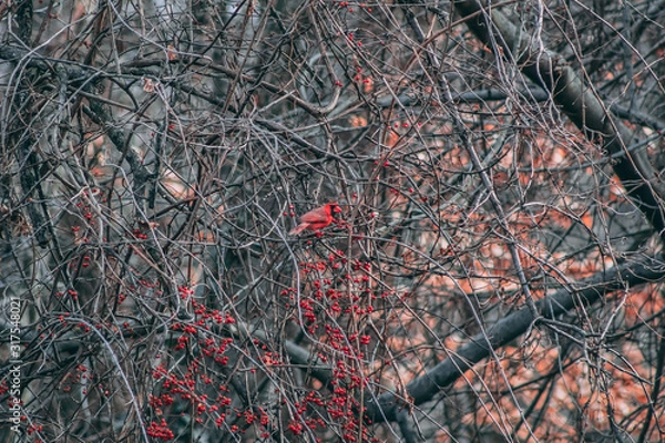 Obraz Cardinal eating a berry
