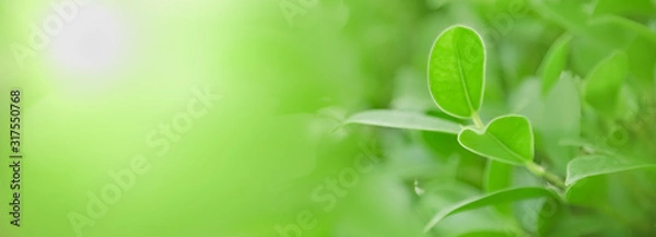 Fototapeta Close up of nature view green leaf on blurred greenery background under sunlight with bokeh and copy space using as background natural plants landscape, ecology cover concept.