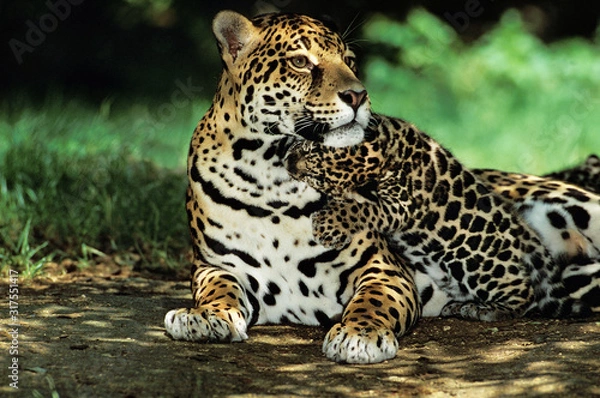 Fototapeta JAGUAR panthera onca