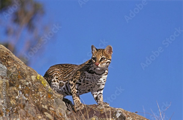 Obraz OCELOT leopardus pardalis