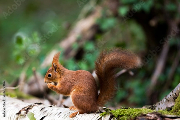Obraz ECUREUIL ROUX sciurus vulgaris