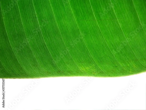 Fototapeta banna leaf texture1