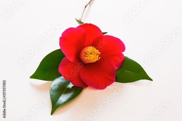 Obraz 赤い椿の花