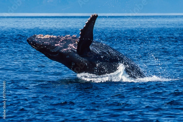 Obraz Humpback whale breaching in Alaska