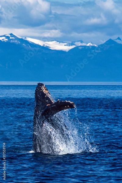 Obraz Humpback whale breaching in Alaska
