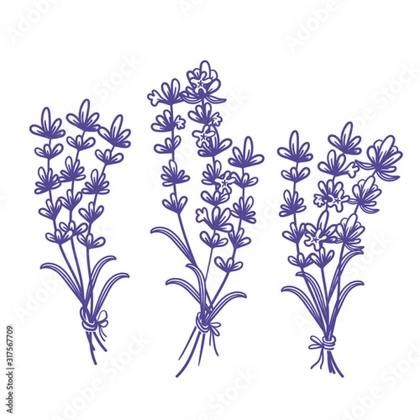 Fototapeta Set of template design of beautiful abstract lavender flowers bouquet. Vector illustration