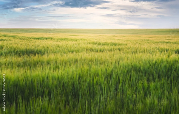 Fototapeta Field with green wheat in ripening period and sky with clouds above the field_
