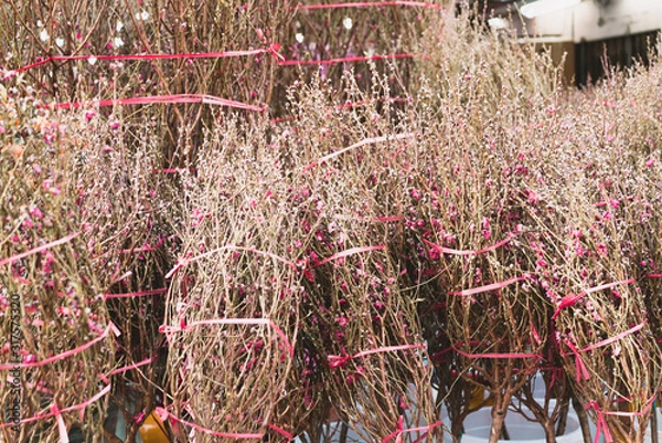 Obraz Flower Market in Mongkok, Chinese New Year celebration in Hong Kong