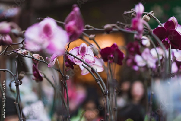 Obraz Pink Orchids, Flower Market in Mongkok, Chinese New Year celebration in Hong Kong