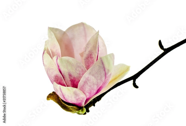 Obraz Magnolia flower