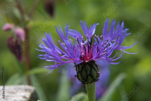 Obraz A violet devil's claw