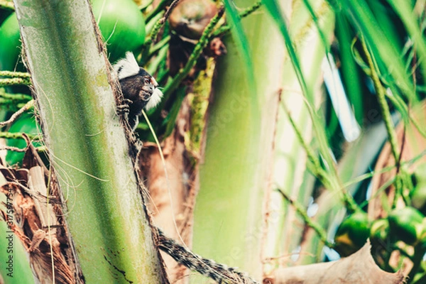Obraz Tamarin on top of a coconut tree