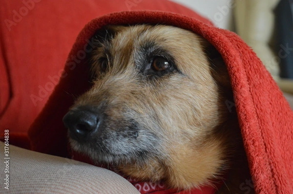 Fototapeta terrier dog