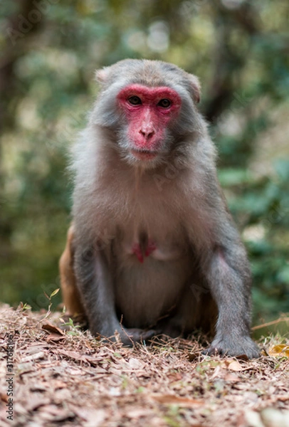 Obraz Monkey sitting and looking around with nature background in Hong Kong