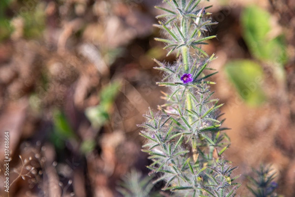 Fototapeta First spring flower violet blepharis plant blooming, forest of Maharashtra. Blossom of Young purple blepharis and leaves.